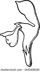 Two-lipped vintage engraved illustration drawing