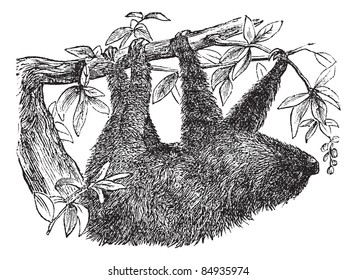 Two-toed Sloth or Choloepus didactylus, vintage engraved illustration. Trousset encyclopedia (1886 - 1891).