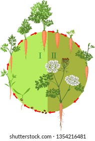 Two-year life cycle of carrot development from planting a seed to flowering plant. Carrot growth stages