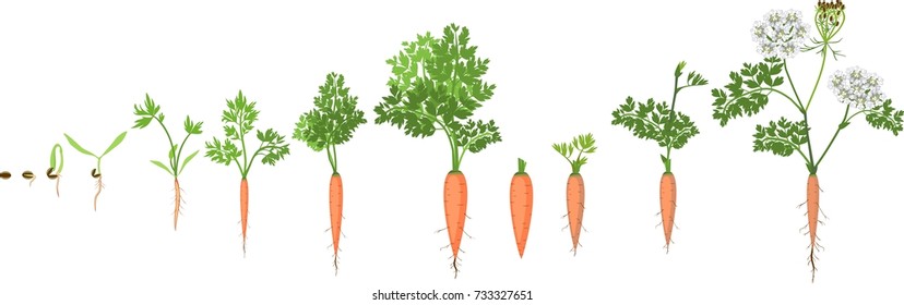 A two-year life cycle of carrot development from planting a seed to flowering plant. Carrot growth stage