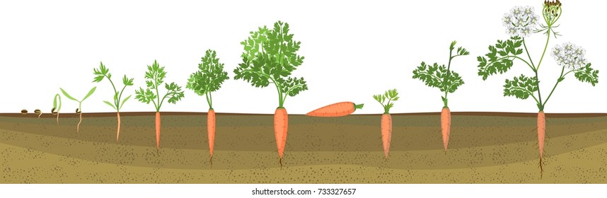 A two-year life cycle of carrot development from planting a seed to flowering plant. Carrot growth stage