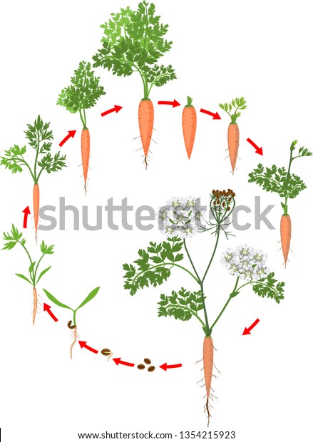 207 Carrots Life Cycle Immagini Foto Stock E Grafica Vettoriale Twoyear Life Cycle Carrot Development 600w 1354215923