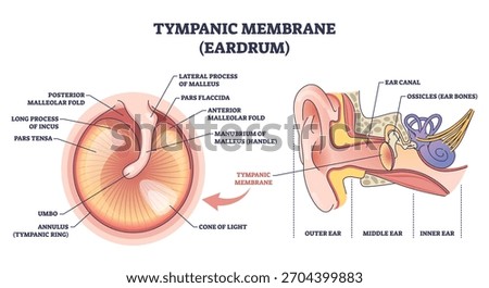 Tympanic membrane brief diagram shows eardrum anatomy and sound path with malleus handle, ear canal, and ossicles highlighted for teaching and diagnosis. Outline diagram