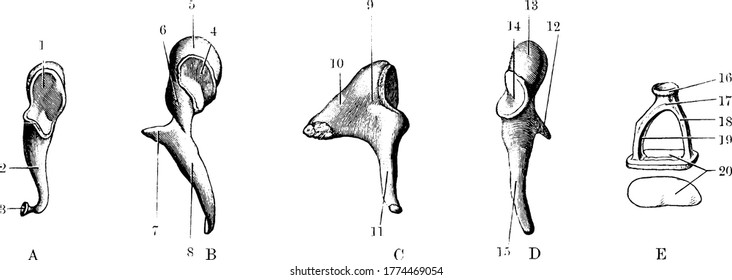 Tympanic Ossicles of the left ear, with the parts viewed from different positions and labeled, vintage line drawing or engraving illustration. 