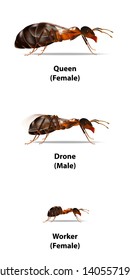 Type of ant on white background,there are queen drone and worker.