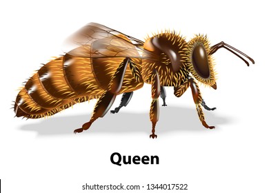 Type of bees there are worker,queen,drone.