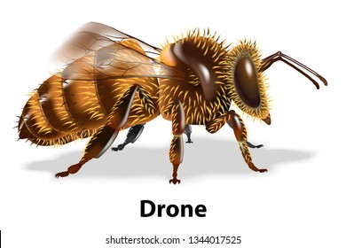 Type of bees there are worker,queen,drone.