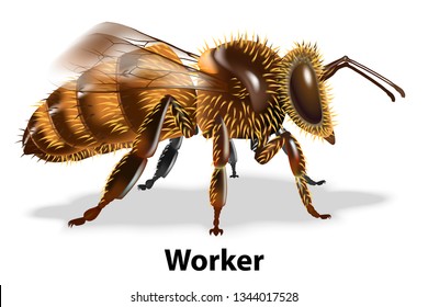 Type of bees there are worker,queen,drone.