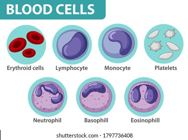 Type of blood cells illustration