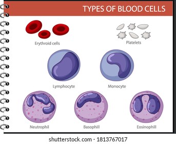 Type of blood cells illustration