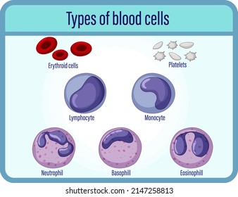 376 White blood cells clipart Images, Stock Photos & Vectors | Shutterstock