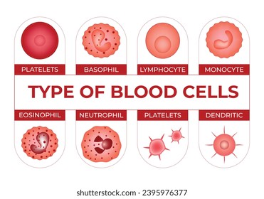 Type of Blood Cells Science Design Vector Illustration Diagram