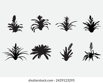 type of bloom bromeliads plant with flower vector silhouette .Vector illustration of bromeliads in black and white