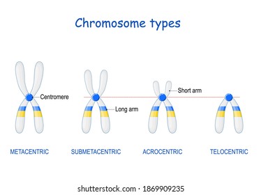 Type of chromosome. Classification of chromosomes. position of centromere: Metacentric, Submetacentric, Acrocentric, Telocentric. centromere joins the two sister chromatids. Vector illustration