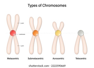 Type of chromosome. Metacentric, Submetacentric, Acrocentric, Telocentric. Classification of chromosomes to the position of centromere.