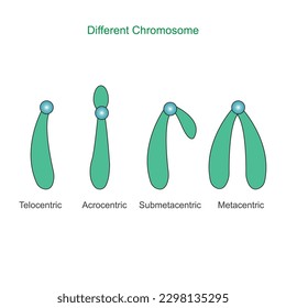 Type of chromosome. Metacentric, Submetacentric, Acrocentric, Telocentric. Classification of chromosomes to the position of centromere.Biology concept.