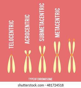 Type Of Chromosome Vector In Eps 8