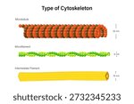 Type of Cytoskeleton struture. Microtubule, Microfilament and Intermediate Filament. Organelle of eukaryotic cells. Cell biology.