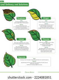 Type deficiencies of leaf illustration.
Ready to print, easy to edit, vector file, ready to use.
deficiencies leaf and their solution.