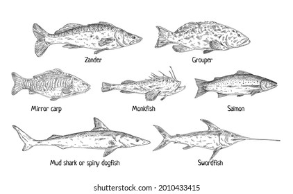 Escriba peces diferentes aislados en blanco. Salmón, mero, carpa espejo, rape, cilantro, pez espada, tiburón. Vintage vectorial monocromo ilustración negra en estilo de tinta gráfica