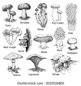 Geben Sie einen anderen Pilz ein. Schwarze Trompete, Champignon, Amanita, Morel, Niscalo, Austern, Portobello, Chanterelle, Shiitake, Shimeji, Suillus, Trüffel, Boletus. Vintage-Vektor-Schraffur einzeln