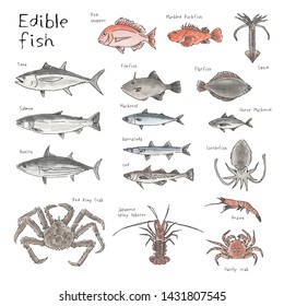 Type of edible fishes, seafood, hand drawn sketch watercolor illustration (tuna, bonito, salmon, red snapper, mackerel, jack mackerel, cod, cod fish, crab, shrimp)