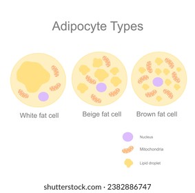 The type of fat cell or adipocyte (adipose cell) : White, Beige and Brown cells that shows different component, including Nucleus, Mitochondria and lipid droplet.