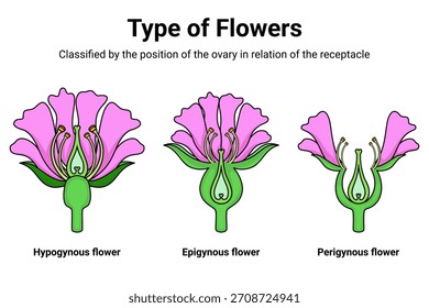 Tipo de flores clasificadas por posición del ovario 