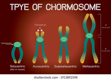 Acrocentric Chromosome High Res Stock Images Shutterstock