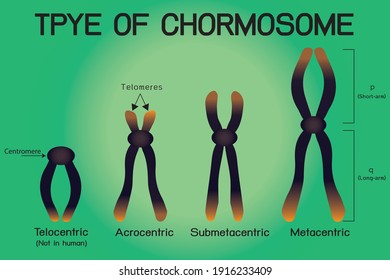 Type of human chromosome isolated on background 