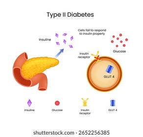 Diabetes Tipo II Explicação Da Resistência À Insulina