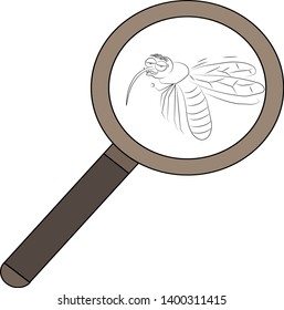 Type of mosquito - taster. Mosquito under a magnifying glass