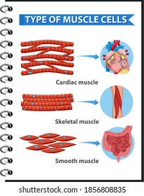 Type of Muscle Cells for health education Infographic illustration