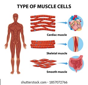 Type of Muscle Cells for health education Infographic illustration