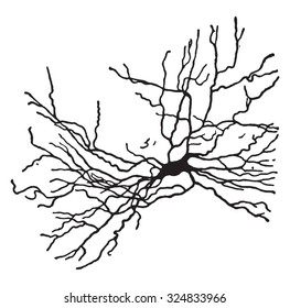 A type of nerve-cell, , vintage engraved illustration.
