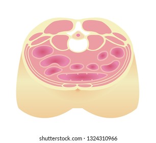 Type of obesity illustration . Abdominal sectional View . Healthy body/ Standard type.