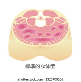Type of obesity illustration (Japanese). Abdominal sectional View . Healthy body/ Standard type. translation: Standard type.