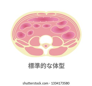 Type of obesity illustration (Japanese). Abdominal sectional View . Healthy body/ Standard type. translation: Standard type.