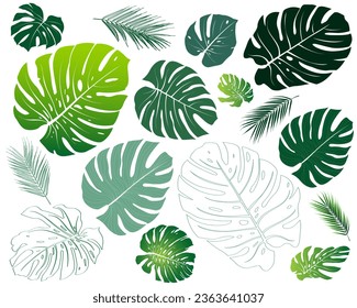 Type of plant philodendron, monstera. Elements different botanical foliage green nature botany tropical leaves collection set. Isolated cutout on white background. Vector for summer decoration design.