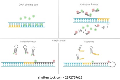 The type of Real-time PCR detection chemistries for machine detection or signal analysis : DNA binding dyes, hydrolysis probes, hairpin probes (Molecular bacon, Scorpions)