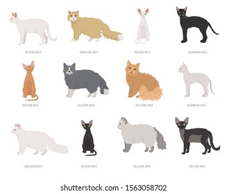Type rex cats. Domestic cat breeds and hybrids collection isolated on white. Flat style set. Vector illustration