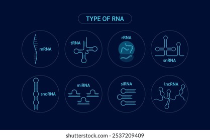 Art der RNA oder Ribonukleinsäure. Chromosomen-Genzelle. Synthetische genetische Biologie kombiniert. Medizinwissenschaftlicher Vektor.