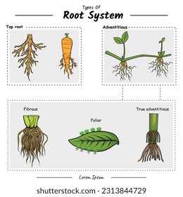 Type of root system. taproot and adventitious root to explain the difference. Can be used for topics like biology, plant education. svg