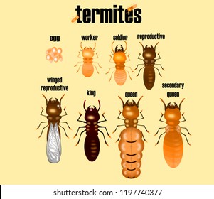 Type Of Termite,white Ant Collection,cartoon Style,illustration Vector