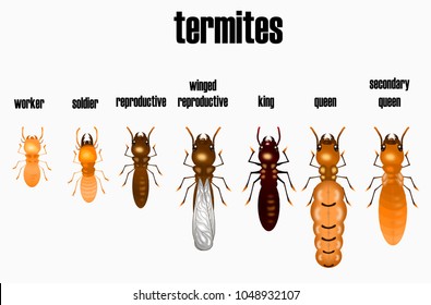 type of termite,white ant collection,cartoon style,vector.

