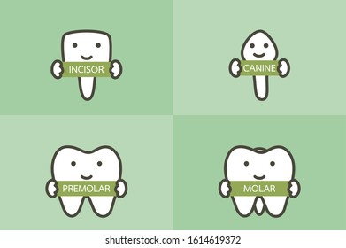 type of tooth ( incisor, canine, premolar, molar ) - dental cartoon vector flat style cute character for design