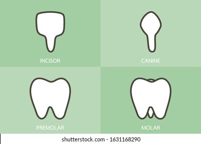 type of tooth ( incisor, canine, premolar, molar ) - dental cartoon vector flat style cute character for design