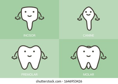 type of tooth ( incisor, canine, premolar, molar ) - dental cartoon vector flat style cute character for design