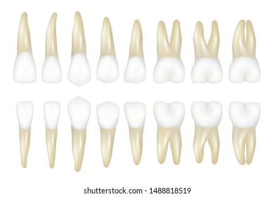 Type tooth. Stomatology medical dentist realistic white tooth vector illustrations