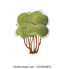 Type of tree bush with green leafs and many stem
